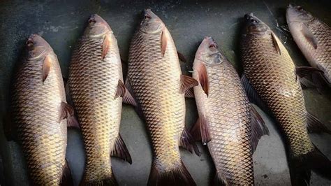 Prospects and problems of common Carp culture in Bangladesh | Seafood ...