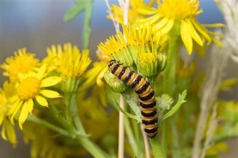 The Ruins of the Moment: Cinnabar moth caterpillar — Photos by Pete McGregor