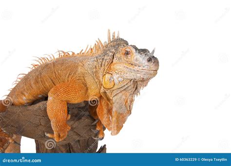 Portrait of Iguana Close-up. Stock Image - Image of iguana, scales: 60363229