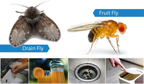 Drain Flies Vs Fruit Flies