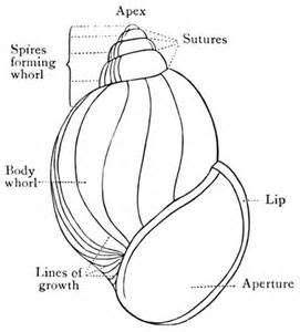 gastropod shell anatomy at DuckDuckGo | How to line lips, Shells, Snail