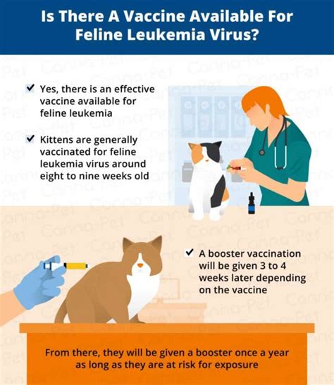 Cat Leukemia: Causes, Signs, & Treatment | Canna-Pet