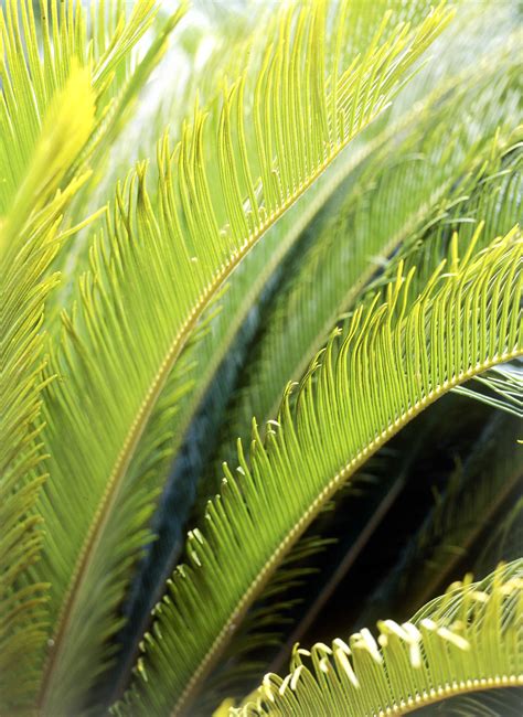 Don's Tips: Cycads - Burke's Backyard