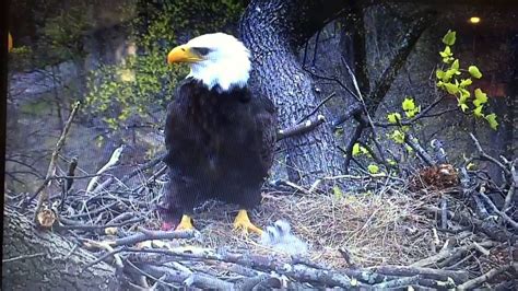 Live Eagle/Eaglet Cam in Washington DC - YouTube. If you haven't been ...