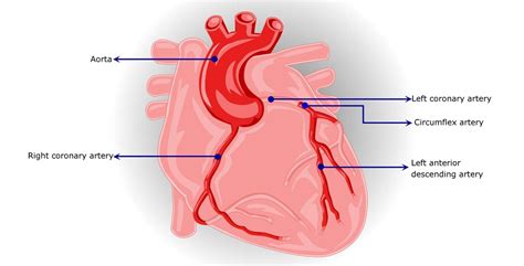 Coronary circulation in animals