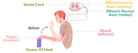 What is Reflex Arc? Draw a flowchart showing of the events which occur during sneezing.