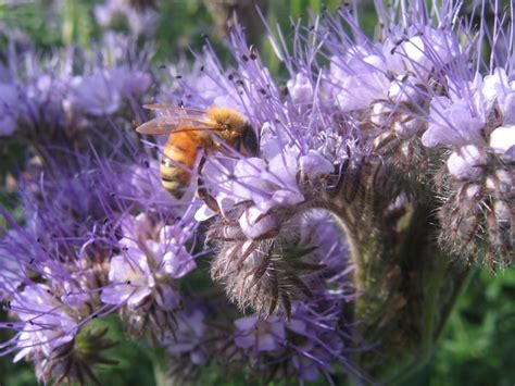 Phacelia tanacetifolia | Bee friendly flowers, Bees plants, Flowers