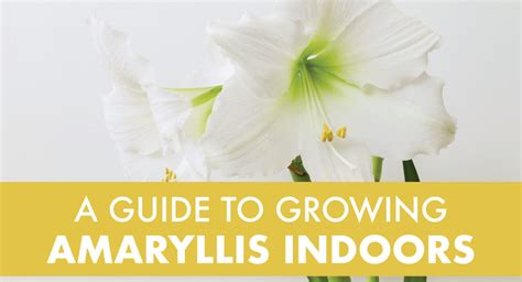 A Guide to Growing Amaryllis Indoors - Julia Dimakos