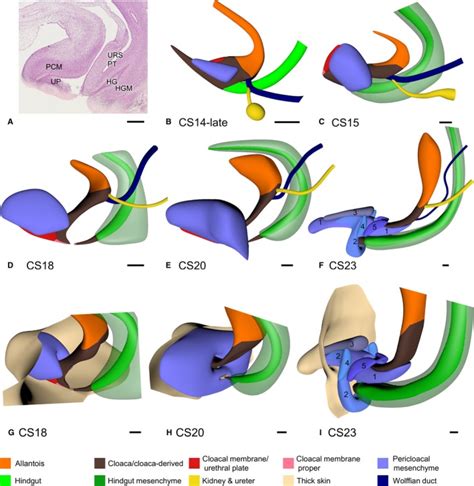 The development of the cloaca in the human embryo. - Abstract - Europe PMC