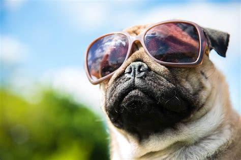 6 Best Dog Sunglasses [2024 Reviews]: Keep Your Pup Stylin' and Safe!