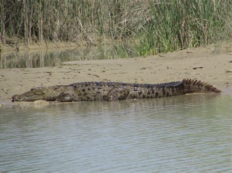 A Mugger Crocodile in its natural habitat along Bahukalat River ...