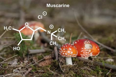 Muscarine: Comprehensive Guide on Effects, Uses & Safety - Amanita Explorer