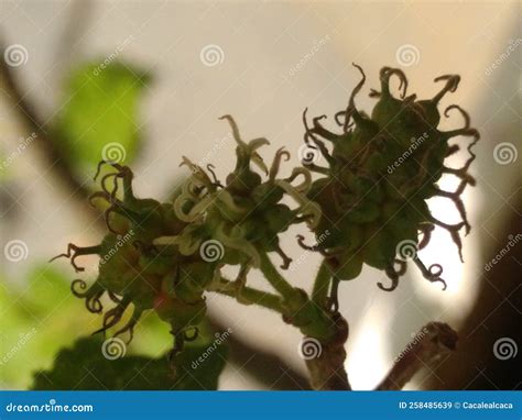 The Flower Mulberry Tree, Appear in Scaly Clusters, Female Flowers Ripening Quickly into ...