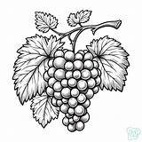 30 Grapes Coloring Pages  Have Fun Fruits sketch template