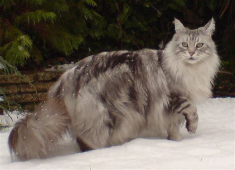 Weight Range for Adult Maine Coons - MaineCoon.org