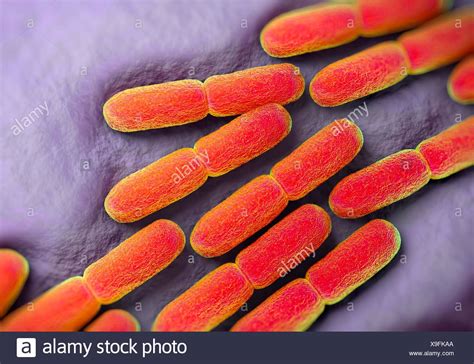 Lactobacillus Bulgaricus Under Microscope