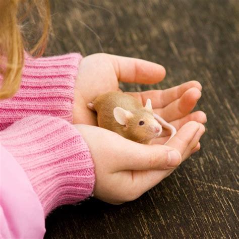 6 Best Small Pets to Consider for Your Child | Parents