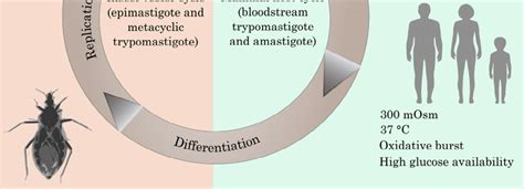 Life cycle of T. cruzi highlighting extreme conditions affronted by the... | Download Scientific ...