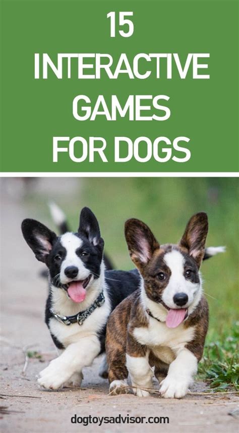 15 Interactive Games For Dogs To Play