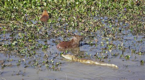 WildCapybarasWithCaiman_small