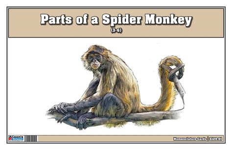 Montessori Materials: Parts of a Spider Monkey (Printed)