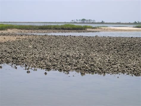 Working to Restore Oyster Habitat | Panhandle Outdoors