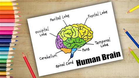 Get How To Draw A Diagram Of Brain Gif | 1000diagrams