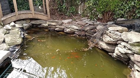 Goldfish Survived Freezing Winter in Fishpond - YouTube