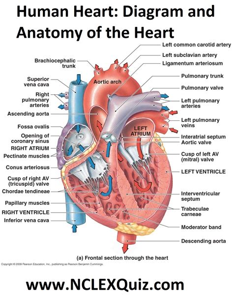 Heart Diagram Labeled