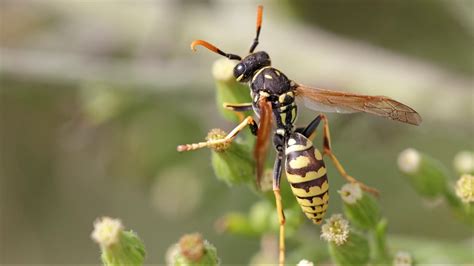 The best ways to get rid of yellow jackets, wasps | krem.com