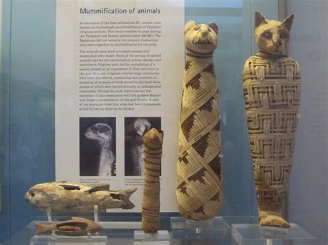 Bizarre Ancient Egyptian Cat Mummy Contains 5 Legs and 3 Tails - The ...