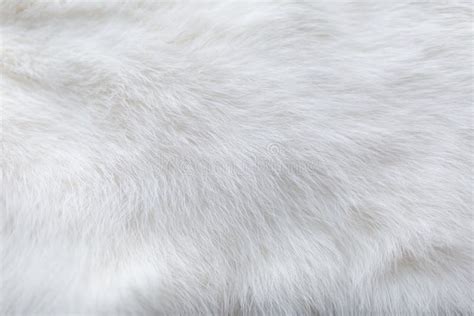 29,984 White Fur Texture Stock Photos - Free & Royalty-Free Stock ...