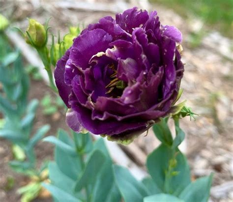 20 Purple Lisianthus Seeds – Seed World