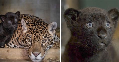 England's Big Cat Sanctuary Welcomes Rare Black Jaguar Cub: Photos