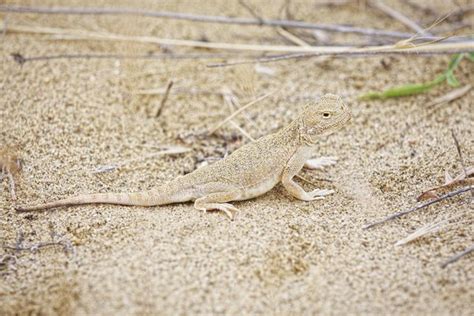 What Are the Adaptations a Lizard Has That Allow It to Live in the Desert? | Sciencing