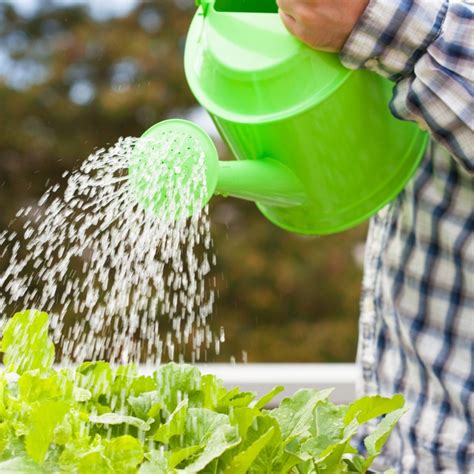 When to Water Your Plants | Grow Pro Tips - THE SAGE