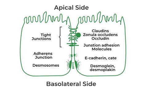 Adherens Junction - Structure, Functions, Examples, and FAQs