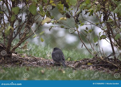 Bird - Junko stock photo. Image of birding, nature, junko - 57686890