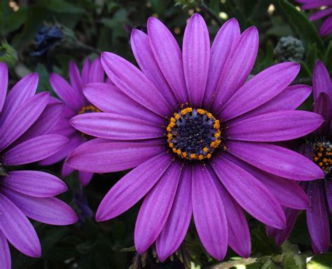 Épinglé par Jakky Genova sur LILAV | Fleurs mauves, Fleur jardin ...