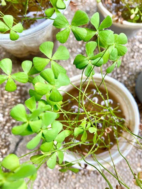 Marsilea Quadrifolia Aquarium Aquatic Carpet Plant Lucky Four leaf ...