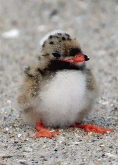 A baby puffin is called a puffling! | Baby animals, Baby animals funny, Cute birds