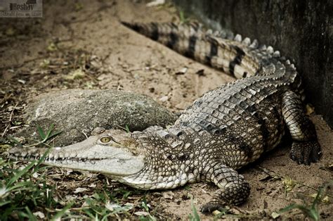 Australian Freshwater Crocodile | Had been to the Madras Cro… | Flickr