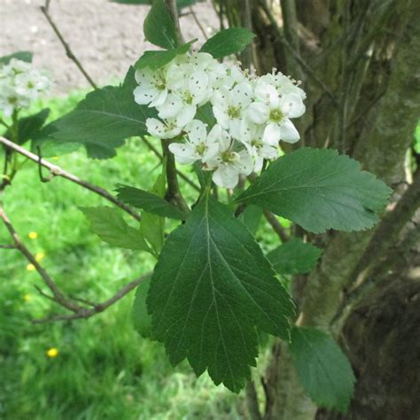 Crataegus douglasii in Bute Park