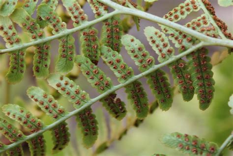 Biological Thinking: Ferns Unfurling into the Future