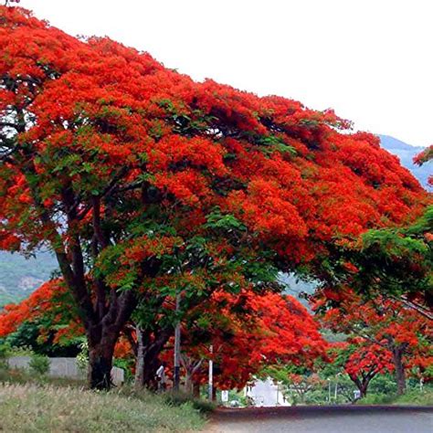 Buy 25 Delonix regia Seeds , Flame Tree, Royal Poinciana, Flamboyant ...