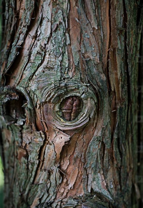 Photos - Tree Bark Texture 158505 - 158505 - YouWorkForThem | Tree bark texture, Natural form ...