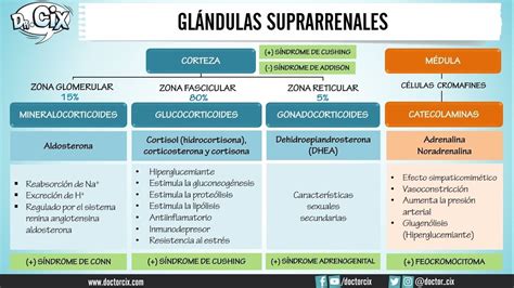 GLÁNDULAS SUPRARRENALES || Morfofisiología - YouTube