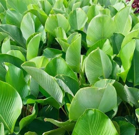 Calathea lutea (single plant) - Buy 6000+ Plants, Seeds, Pots online at Himadri Gardens at ...