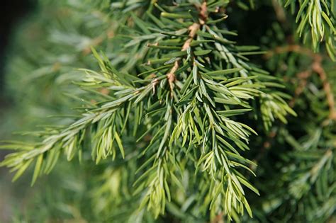 Tsuga canadensis 'Jeddeloh' (Jeddeloh Canadian Hemlock) | North ...