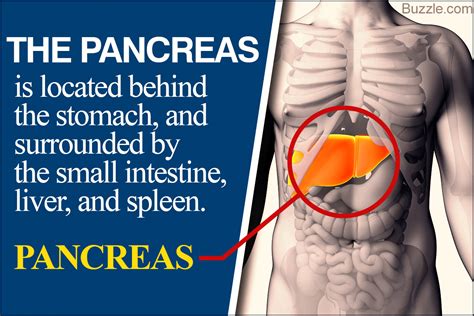 Anatomy of the Human Pancreas Explained With Labeled Diagrams - Bodytomy